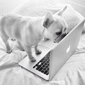 162395-French-Bulldog-On-The-Computer