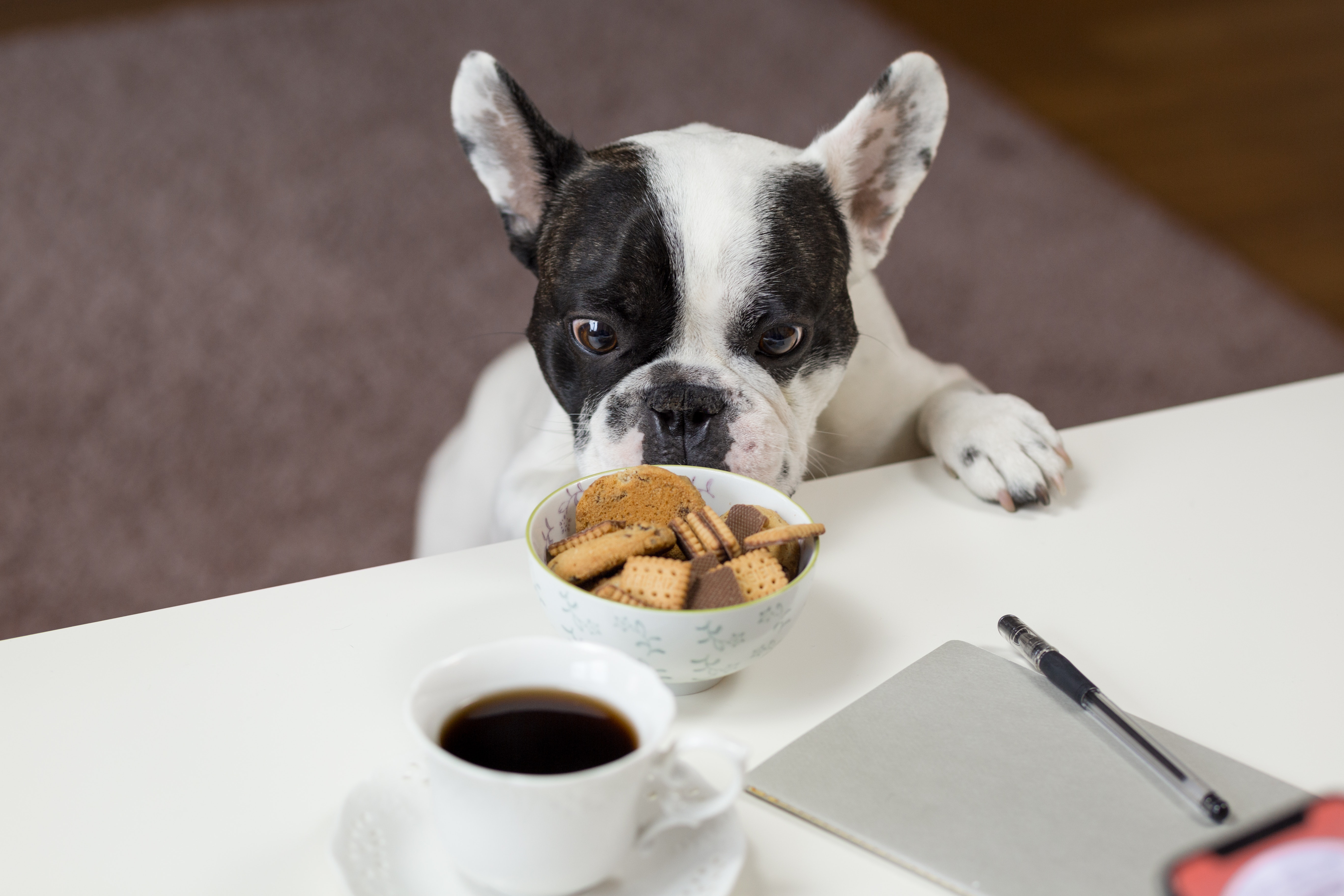 breakfast-bulldog-close-up-688961